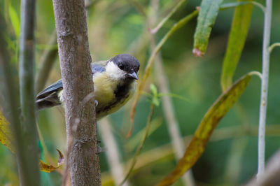 Close-up of bird perching on stem