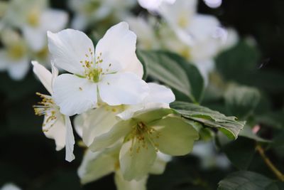 Close-up of white cherry blossoms