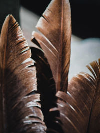 Close-up of feather on dry plant