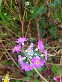 High angle view of pink flowering plants on land