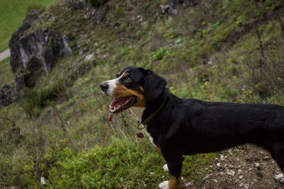 Dog looking away