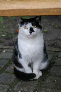 Portrait of cat sitting on floor