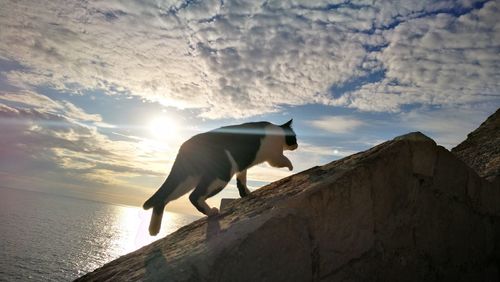 Horse by sea against sky during sunset