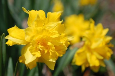 Close-up of yellow flower