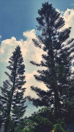 Low angle view of trees against sky