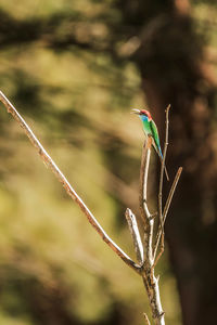 Close-up of a bird perching on plant