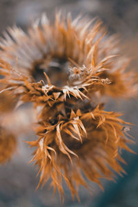 Close-up of dry flowers