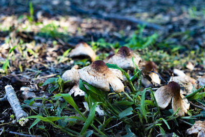 Close-up of mushrooms growing on field