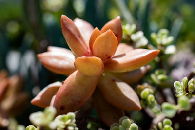 Close-up of succulent plant
