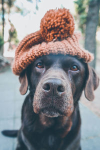 Close-up portrait of dog