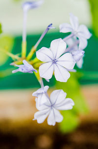 Close-up of white flowers blooming outdoors