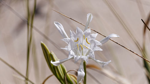 Close-up of flowers against blurred background
