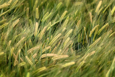 Full frame shot of wheat field