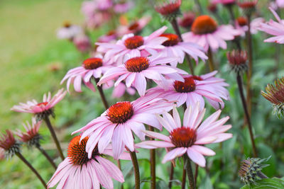 Close-up of flowers blooming outdoors