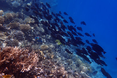 underwater