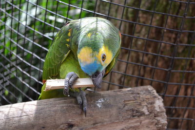 Close-up of parrot in cage