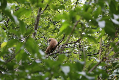 Low angle view of lizard on tree