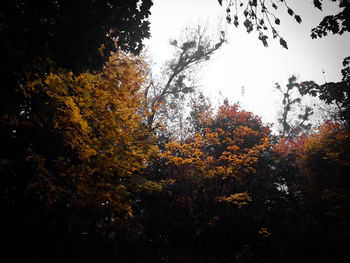 Low angle view of trees in forest during autumn