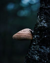 Close-up of mushroom growing on tree trunk