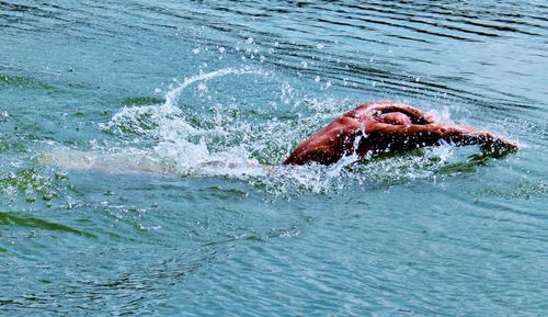 Man swimming in sea