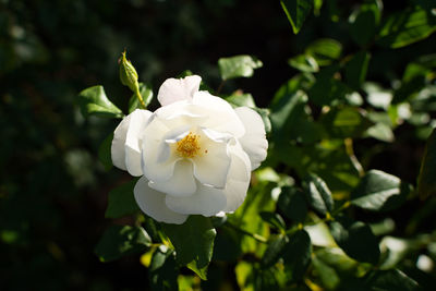 Close-up of white rose