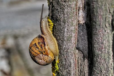 Close-up of a reptile on tree trunk