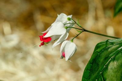 Close-up of white rose on plant