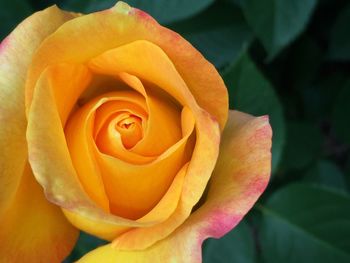 Close-up of rose
