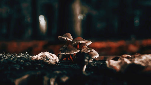 Close-up of mushroom growing in forest