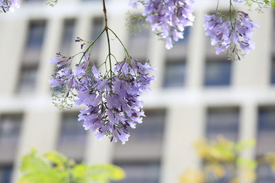Close-up of purple flowers against building