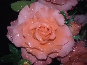 Close-up of wet rose in rainy season