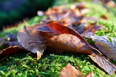 Close-up of lizard on leaf