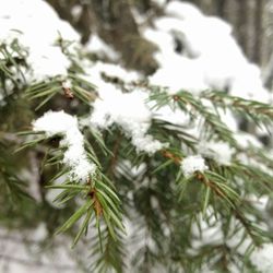 Close-up of plant against white background