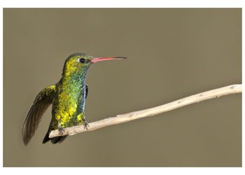 Close-up of hummingbird perching on twig