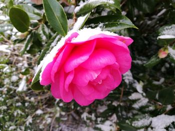 Close-up of pink rose blooming outdoors