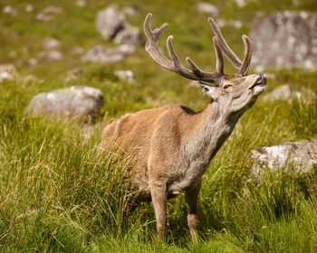 Callum is a wid red deer stag that lives in torridon in the scottish highlands. 