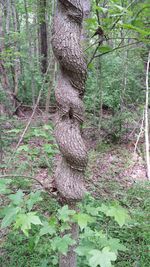 View of tree trunk in forest