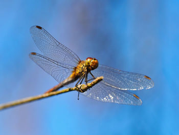 Close-up of dragonfly on twig