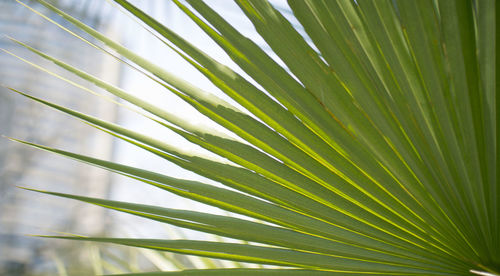 Close-up of palm tree leaves