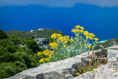 Yellow flowers growing on rock by sea