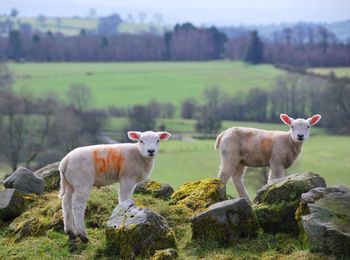 Sheep in a field