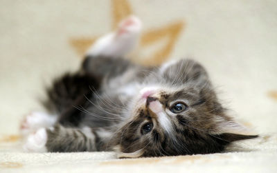 Close-up portrait of kitten