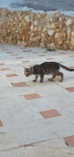 High angle view of cat on footpath