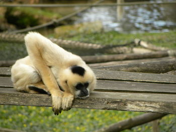 Lion relaxing on tree