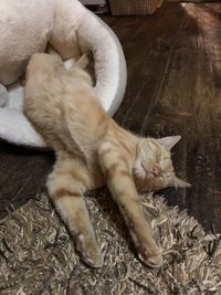 High angle view of cat sleeping on floor