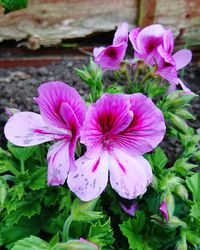 Close-up of pink flowers