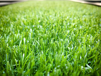 Close-up of grass growing in field