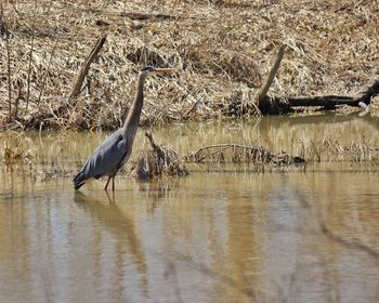 View of birds in water