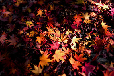 High angle view of autumnal leaves on field