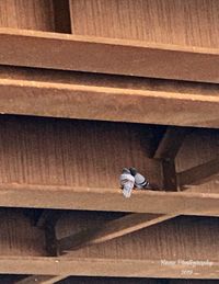 Low angle view of bird on wooden ceiling